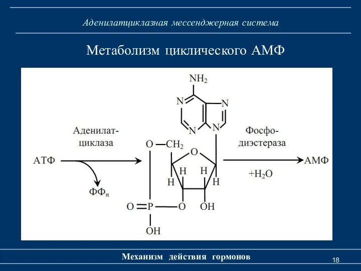 Аденилатциклазная мессенджерная система Механизм действия гормонов Метаболизм циклического АМФ