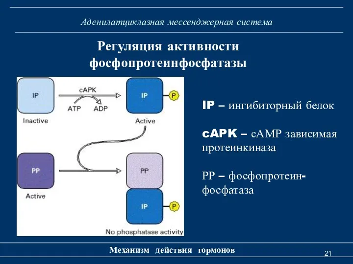 Аденилатциклазная мессенджерная система Механизм действия гормонов Регуляция активности фосфопротеинфосфатазы IP