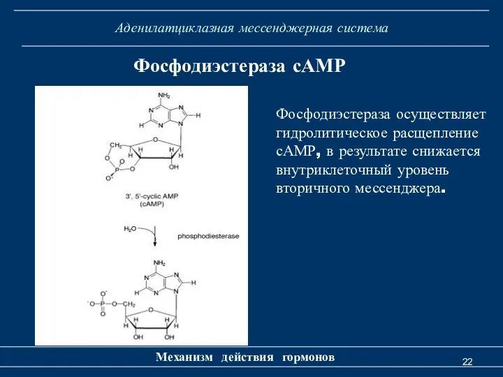 Аденилатциклазная мессенджерная система Механизм действия гормонов Фосфодиэстераза сАМР Фосфодиэстераза осуществляет