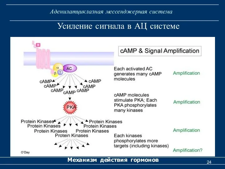 Аденилатциклазная мессенджерная система Механизм действия гормонов Усиление сигнала в АЦ системе