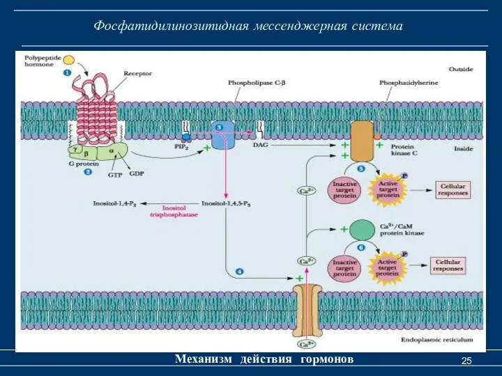 Фосфатидилинозитидная мессенджерная система Механизм действия гормонов