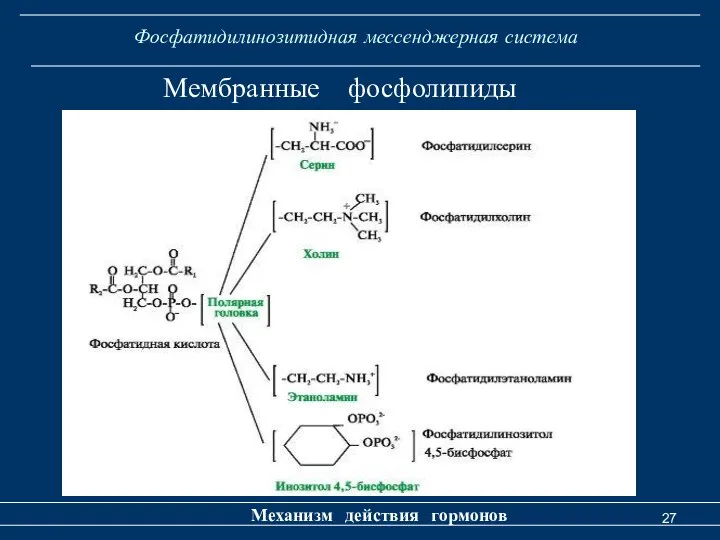 Фосфатидилинозитидная мессенджерная система Механизм действия гормонов Мембранные фосфолипиды