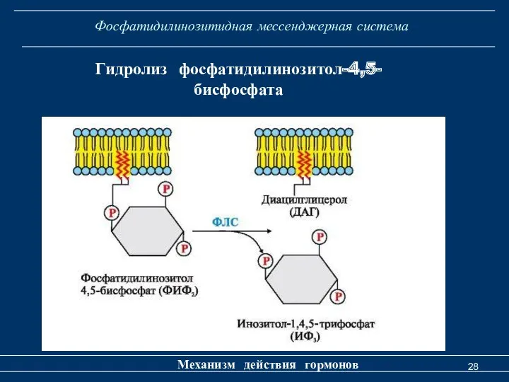Фосфатидилинозитидная мессенджерная система Механизм действия гормонов Гидролиз фосфатидилинозитол-4,5-бисфосфата