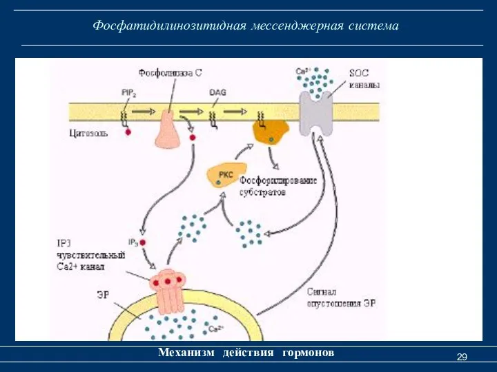 Фосфатидилинозитидная мессенджерная система Механизм действия гормонов
