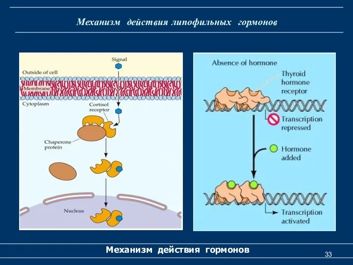 Механизм действия липофильных гормонов Механизм действия гормонов