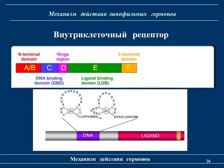 Механизм действия липофильных гормонов Механизм действия гормонов Внутриклеточный рецептор