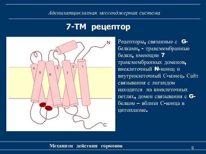 Аденилатциклазная мессенджерная система Механизм действия гормонов 7-ТМ рецептор Рецепторы, связанные