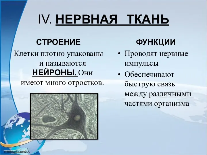 IV. НЕРВНАЯ ТКАНЬ СТРОЕНИЕ Клетки плотно упакованы и называются НЕЙРОНЫ. Они имеют много