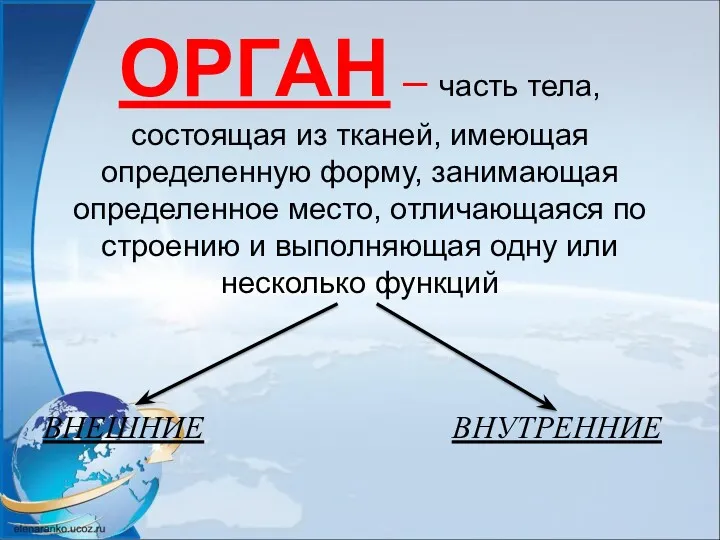 ОРГАН – часть тела, состоящая из тканей, имеющая определенную форму, занимающая определенное место,