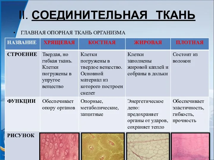 II. СОЕДИНИТЕЛЬНАЯ ТКАНЬ ГЛАВНАЯ ОПОРНАЯ ТКАНЬ ОРГАНИЗМА