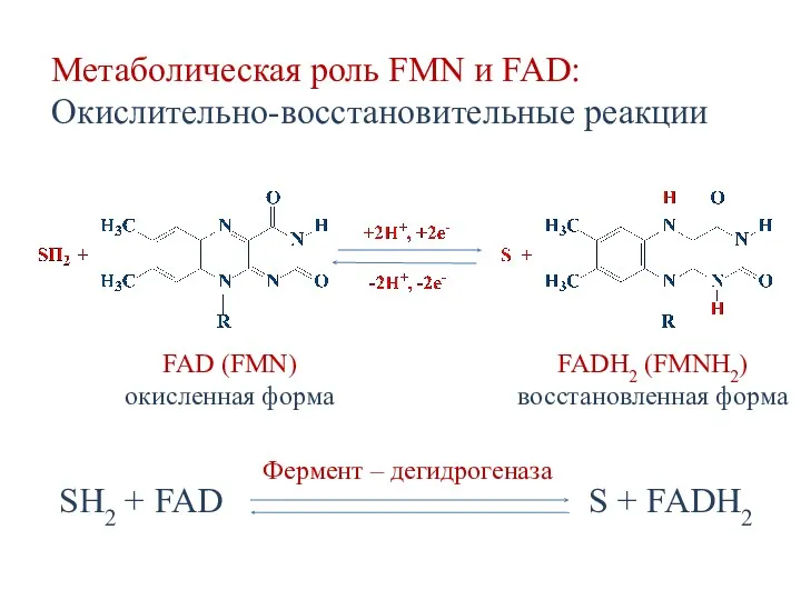 Метаболическая роль FMN и FAD: Окислительно-восстановительные реакции FAD (FMN) окисленная форма FADH2 (FMNH2)