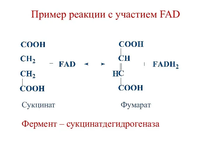 Пример реакции с участием FAD Фермент – сукцинатдегидрогеназа Сукцинат Фумарат