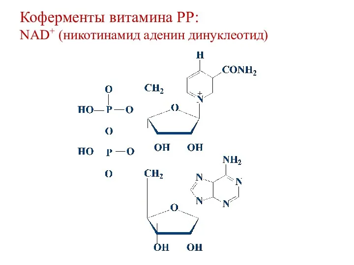 Коферменты витамина РР: NAD+ (никотинамид аденин динуклеотид)