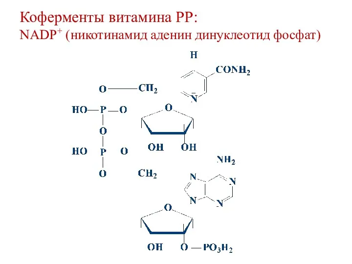 Коферменты витамина РР: NADP+ (никотинамид аденин динуклеотид фосфат)