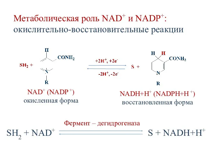 Метаболическая роль NAD+ и NADP+: окислительно-восстановительные реакции NAD+ (NADP +) окисленная форма NADH+H+