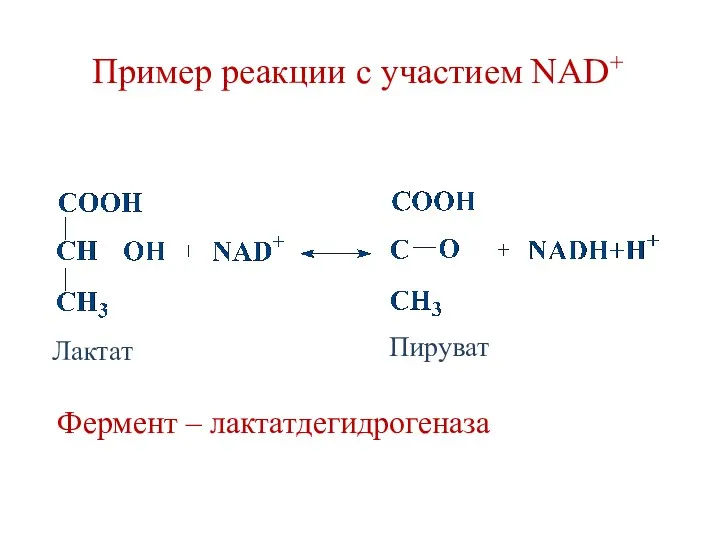 Пример реакции с участием NAD+ Фермент – лактатдегидрогеназа Лактат Пируват
