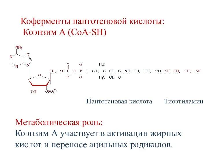 Коферменты пантотеновой кислоты: Коэнзим А (СоА-SH) Метаболическая роль: Коэнзим А участвует в активации