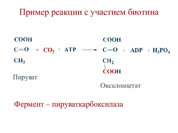 Пример реакции с участием биотина Фермент – пируваткарбоксилаза Пируват Оксалоацетат