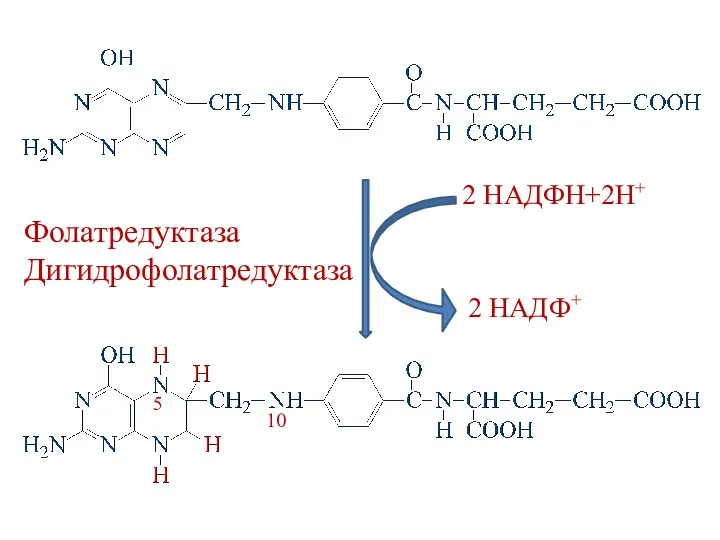 2 НАДФН+2Н+ 2 НАДФ+ Фолатредуктаза Дигидрофолатредуктаза 10 5