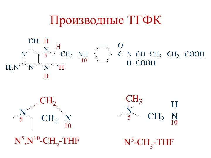 Производные ТГФК N5,N10-CH2-THF N5-CH3-THF 5 5 10 10 5 10