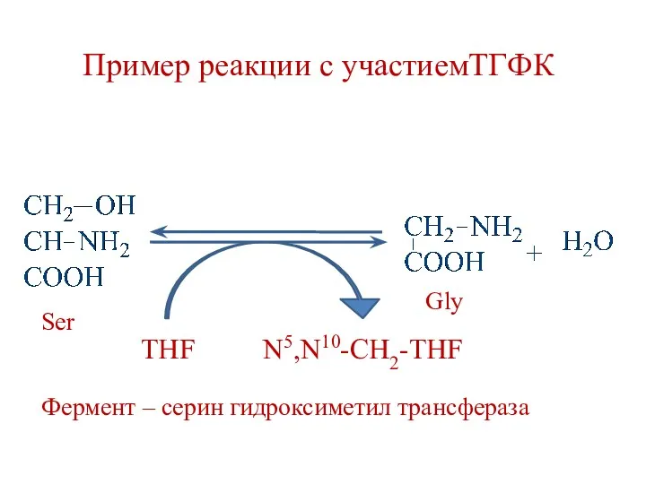 Пример реакции с участиемТГФК THF N5,N10-CH2-THF Фермент – серин гидроксиметил трансфераза Ser Gly