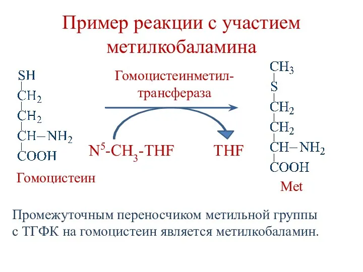 Пример реакции с участием метилкобаламина N5-CH3-THF THF Гомоцистеинметил- трансфераза Met