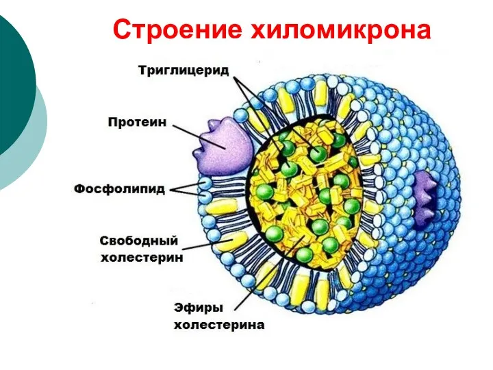 Строение хиломикрона