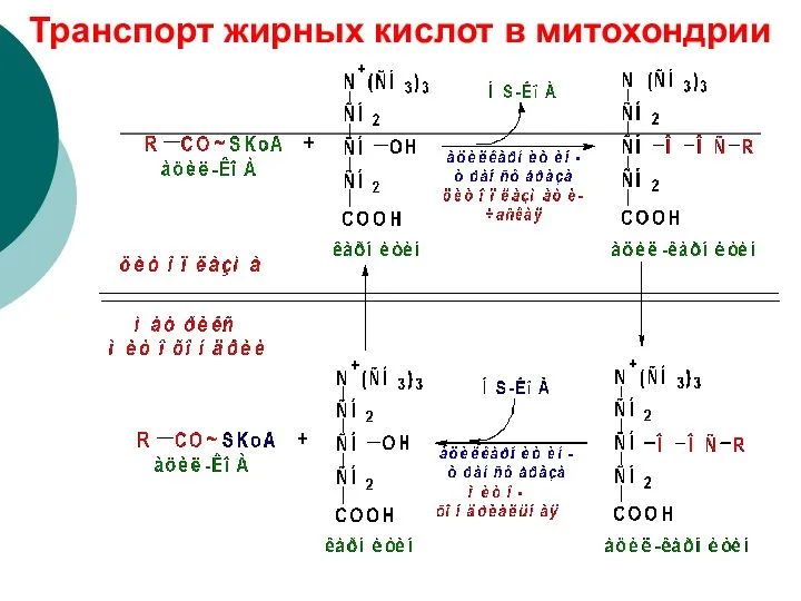 Транспорт жирных кислот в митохондрии