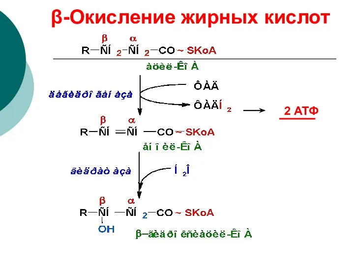 β-Окисление жирных кислот 2 АТФ