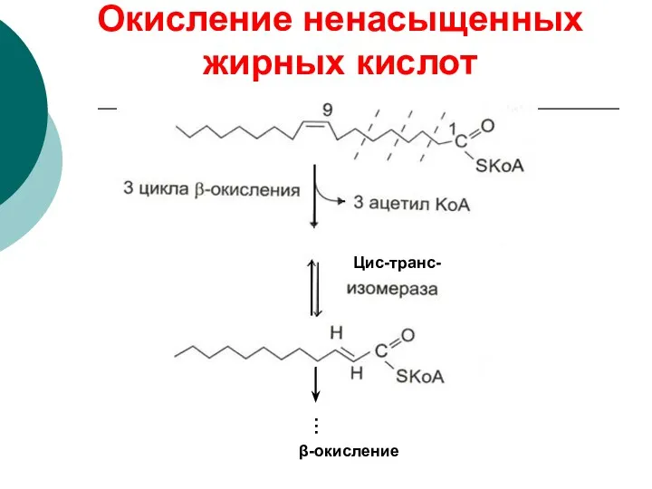 Окисление ненасыщенных жирных кислот Цис-транс- β-окисление …