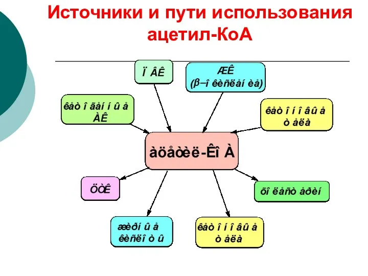 Источники и пути использования ацетил-КоА