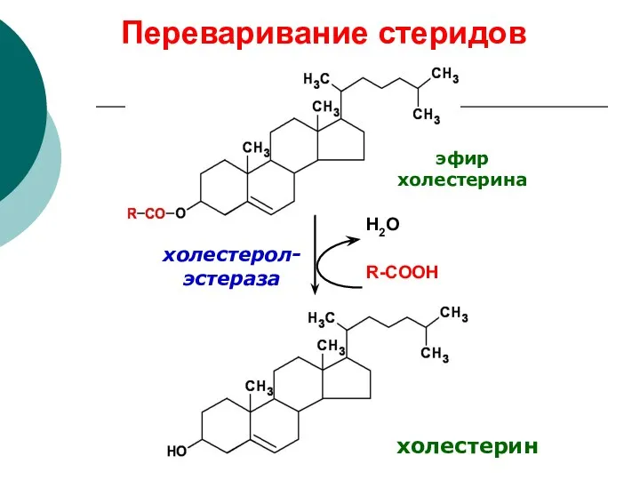 Переваривание стеридов Н2О R-COOH холестерол-эстераза эфир холестерина холестерин