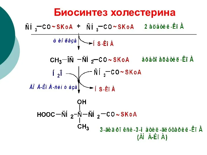 Биосинтез холестерина