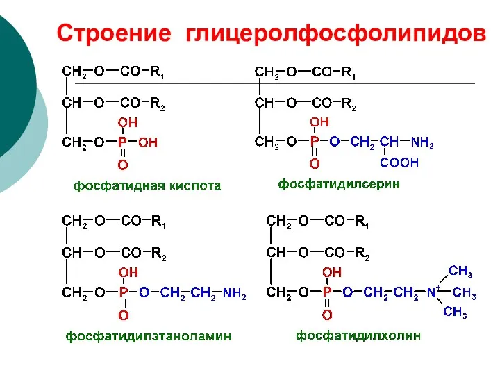 Строение глицеролфосфолипидов