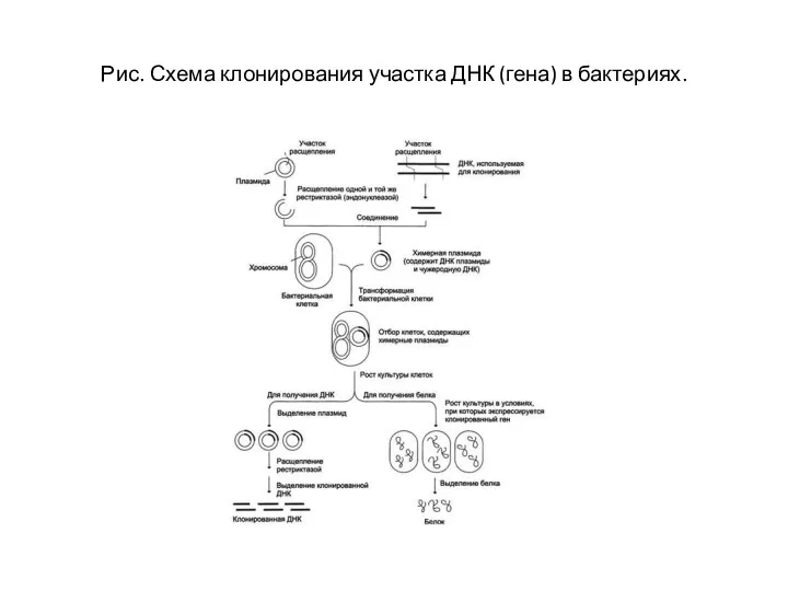 Рис. Схема клонирования участка ДНК (гена) в бактериях.
