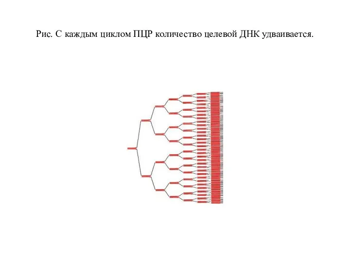 Рис. С каждым циклом ПЦР количество целевой ДНК удваивается.