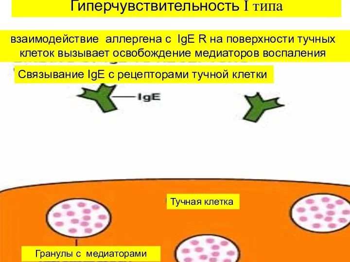 Гиперчувствительность I типа взаимодействие аллергена с IgE R на поверхности