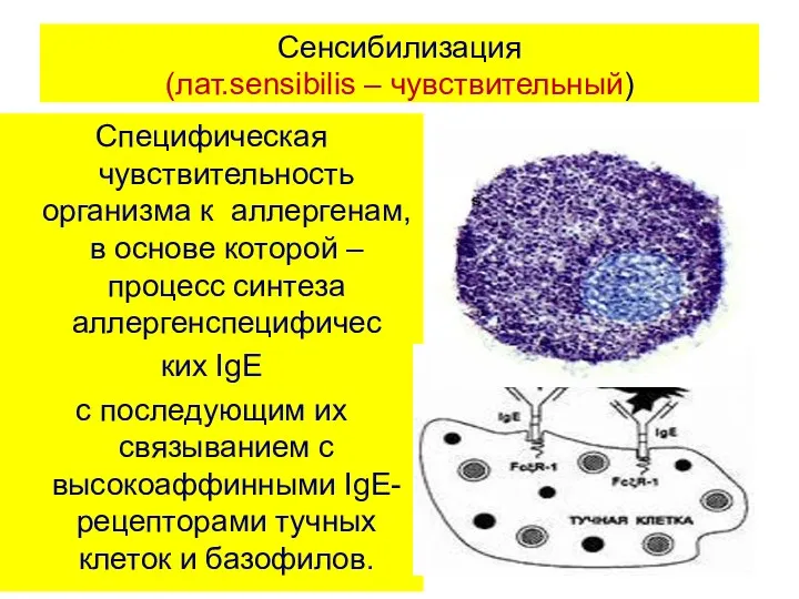 Сенсибилизация (лат.sensibilis – чувствительный) Специфическая чувствительность организма к аллергенам, в