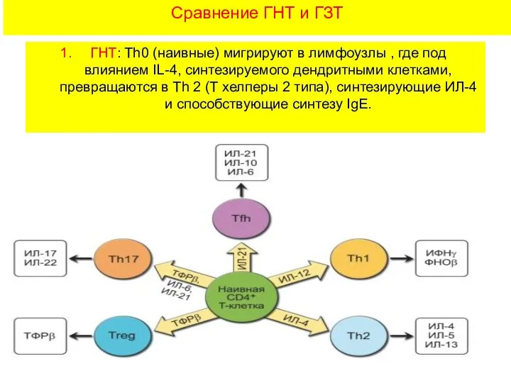 Сравнение ГНТ и ГЗТ ГНТ: Th0 (наивные) мигрируют в лимфоузлы