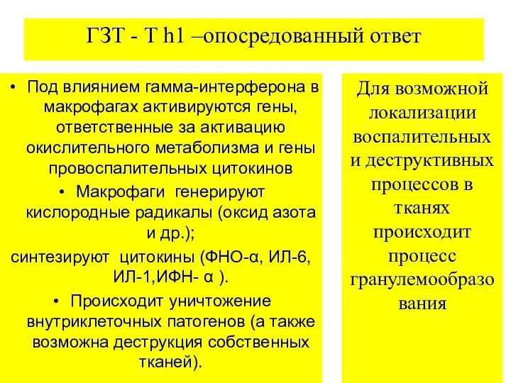 ГЗТ - T h1 –опосредованный ответ Под влиянием гамма-интерферона в