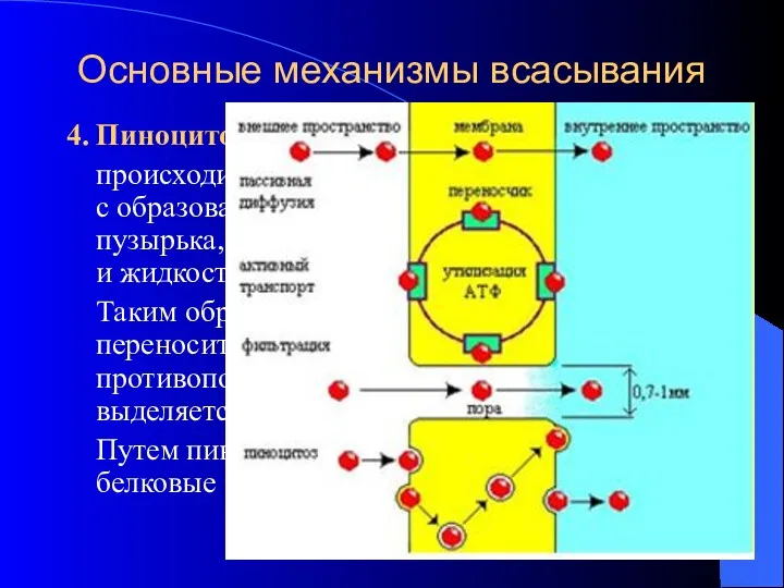 Основные механизмы всасывания 4. Пиноцитоз – захват клетками-фагоцитами. происходит инвагинация