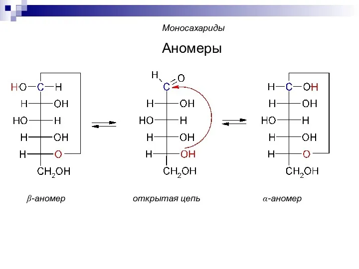 β-аномер открытая цепь α-аномер Аномеры Моносахариды