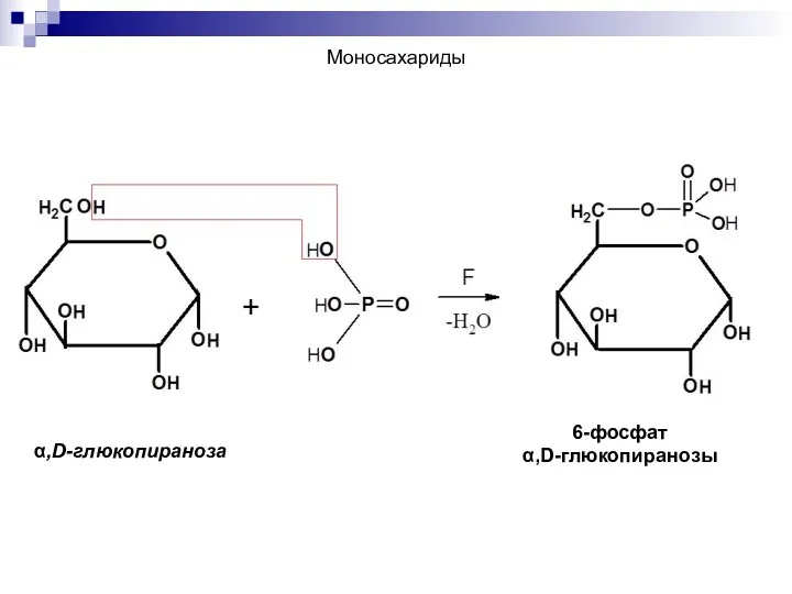 α,D-глюкопираноза 6-фосфат α,D-глюкопиранозы Моносахариды