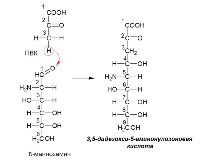 3,5-дидезокси-5-аминонулозоновая кислота Моносахариды