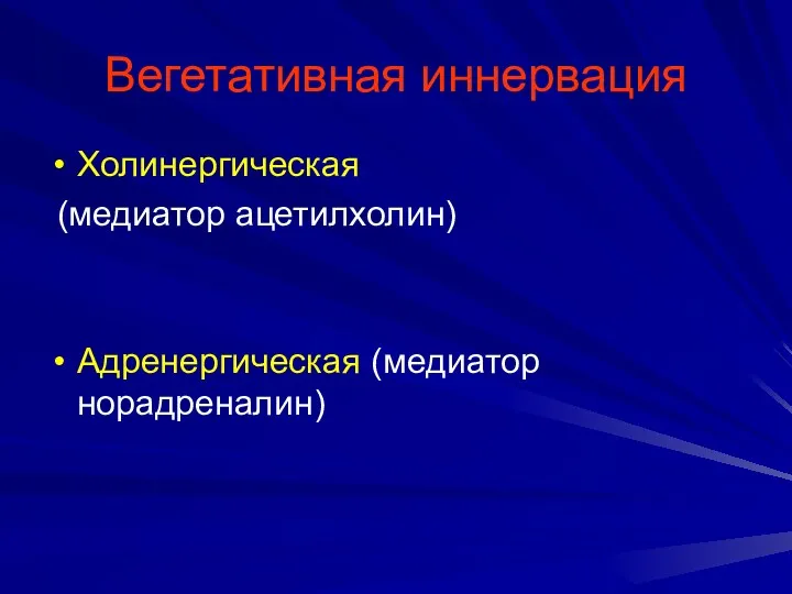 Вегетативная иннервация Холинергическая (медиатор ацетилхолин) Адренергическая (медиатор норадреналин)