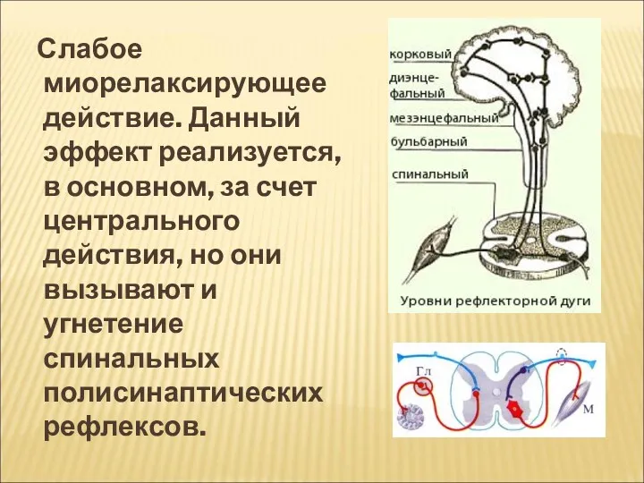 Слабое миорелаксирующее действие. Данный эффект реализуется, в основном, за счет