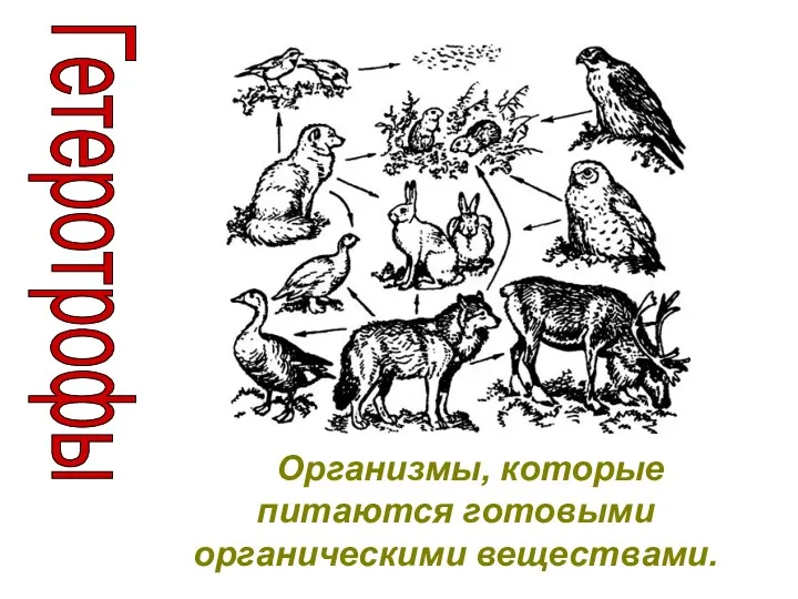 Гетеротрофы Организмы, которые питаются готовыми органическими веществами.