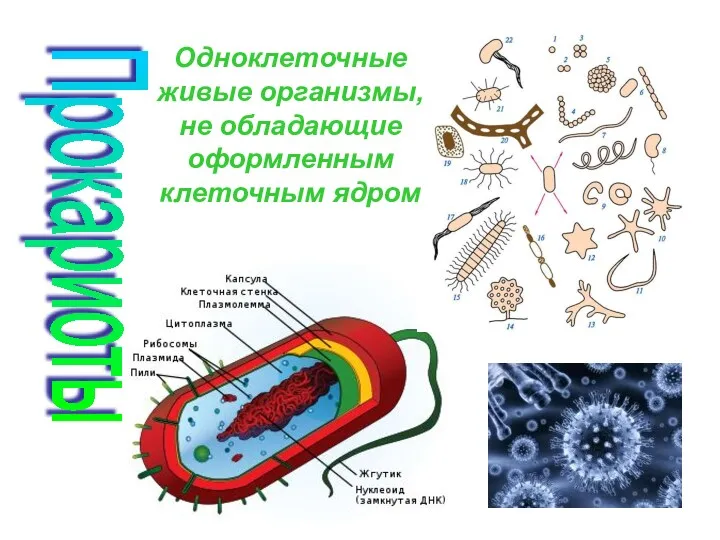 Прокариоты Одноклеточные живые организмы, не обладающие оформленным клеточным ядром