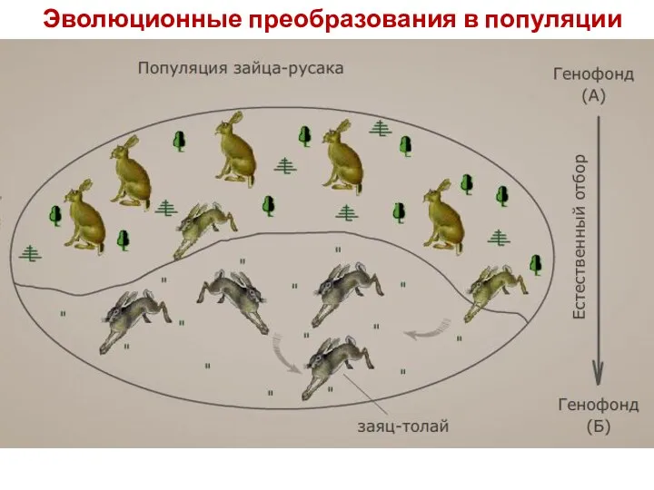 Эволюционные преобразования в популяции