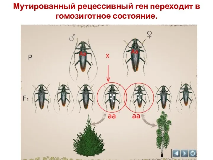 Мутированный рецессивный ген переходит в гомозиготное состояние.